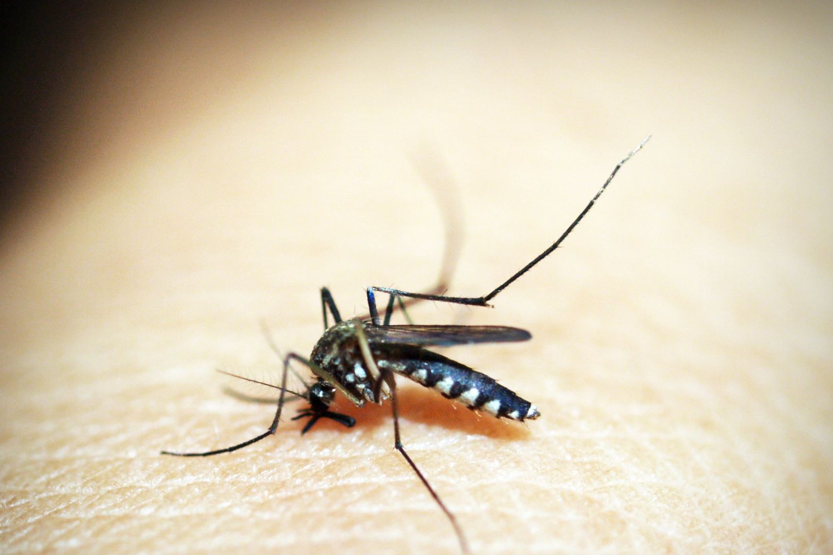 Como Reduzir Pernilongos Usando Tecnicas Simples